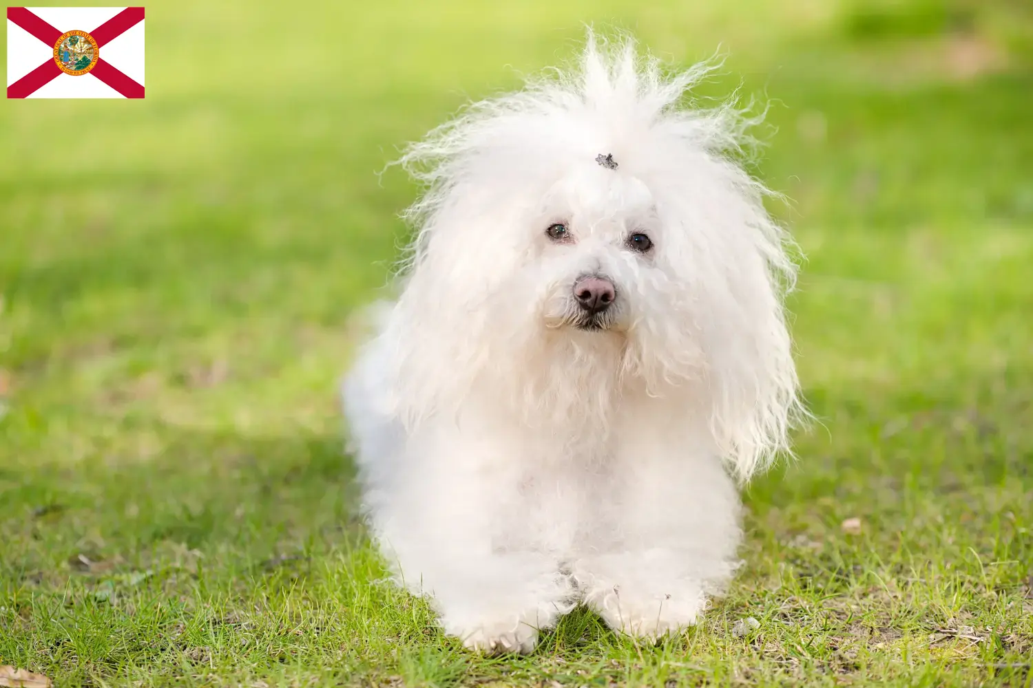 Bolognese puppies and breeders Florida Here you can find Bolognese breeders in Florida.