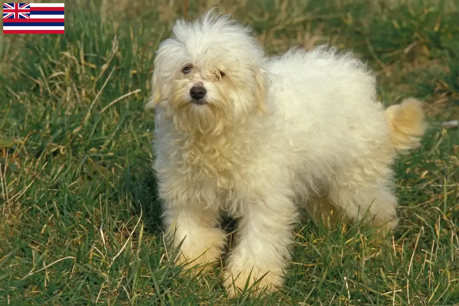 Bolognese puppies and breeders Hawaii Here you can find Bolognese breeders in Hawaii.