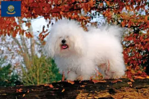 Read more about the article Bolognese breeders and puppies in Idaho