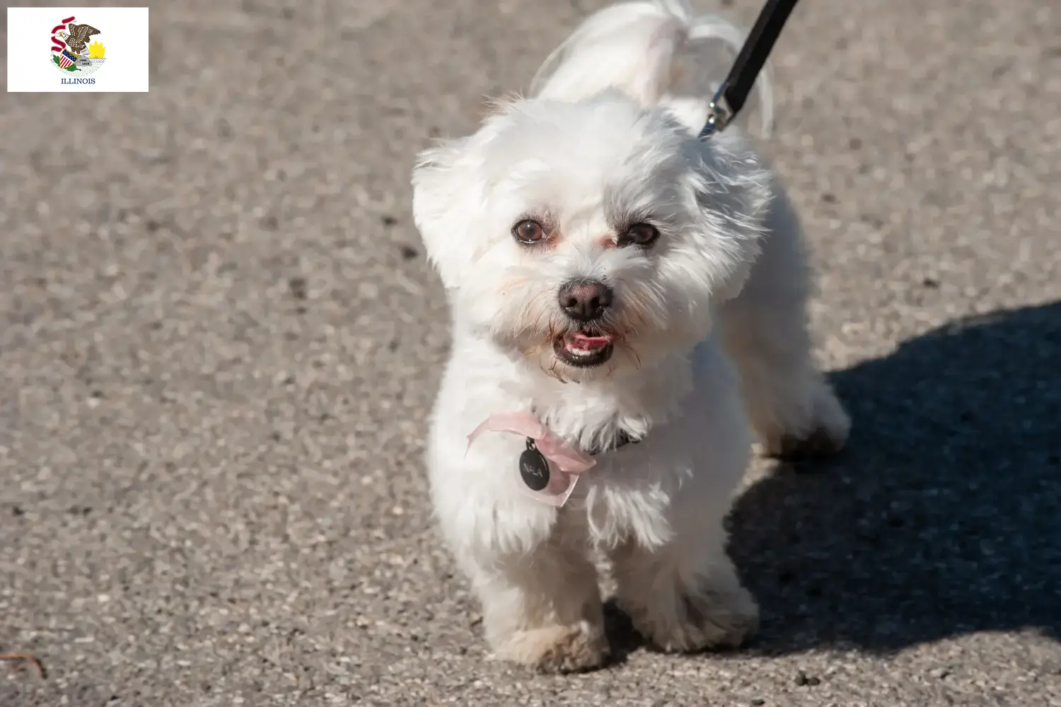 Bolognese puppies and breeders Illinois Here you can find Bolognese breeders in Illinois.