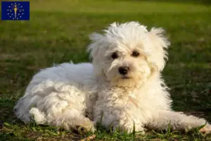 Read more about the article Bolognese breeders and puppies in Indiana