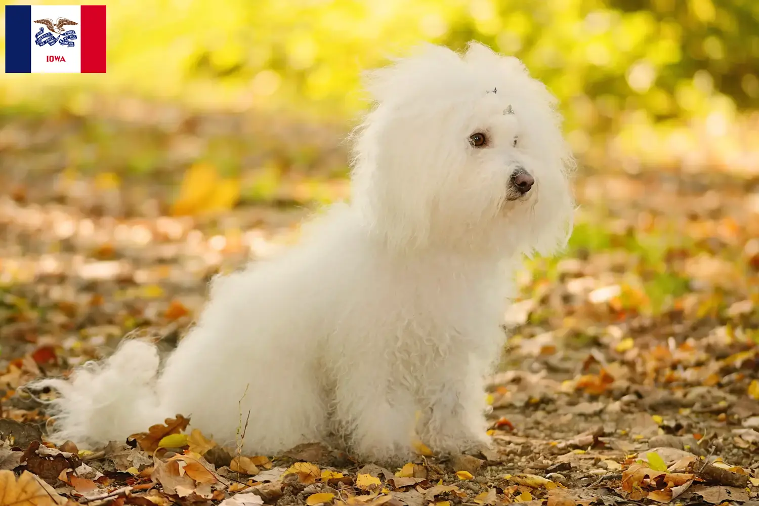 Bolognese puppies and breeders Iowa Here you can find Bolognese breeders in Iowa.