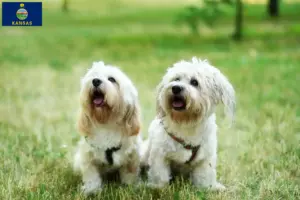 Read more about the article Bolognese breeders and puppies in Kansas