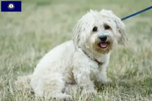Read more about the article Bolognese breeders and puppies in Kentucky