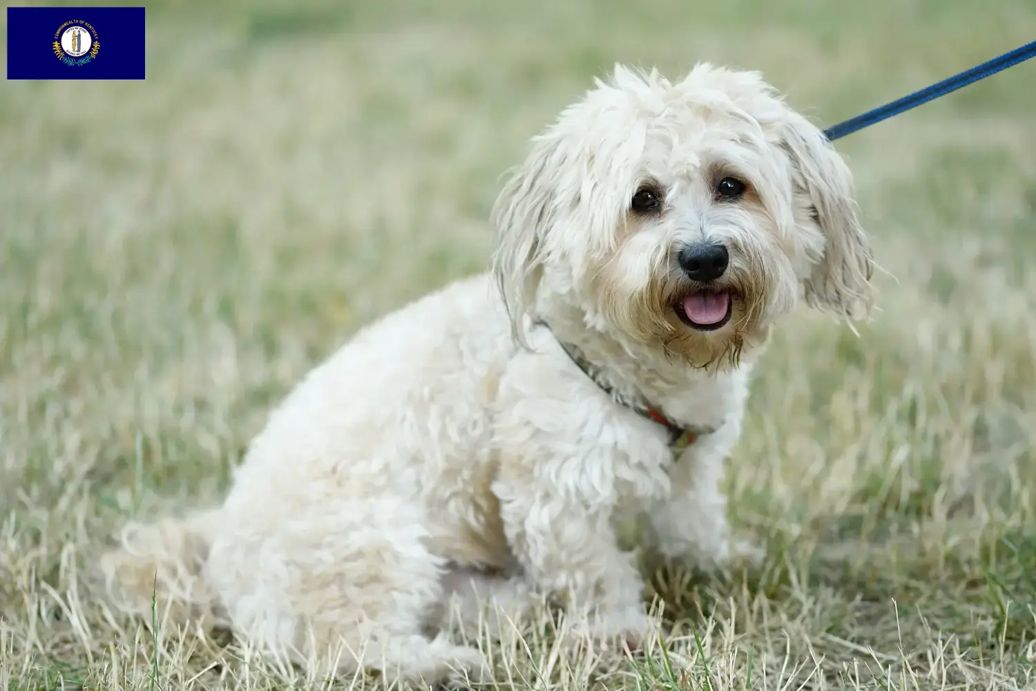 Bolognese puppies and breeders Kentucky Here you can find Bolognese breeders in Kentucky.