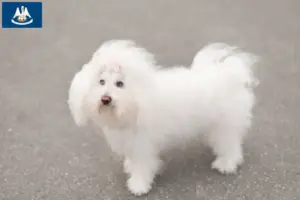 Read more about the article Bolognese breeders and puppies in Louisiana