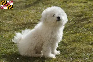 Read more about the article Bolognese breeders and puppies in Maryland