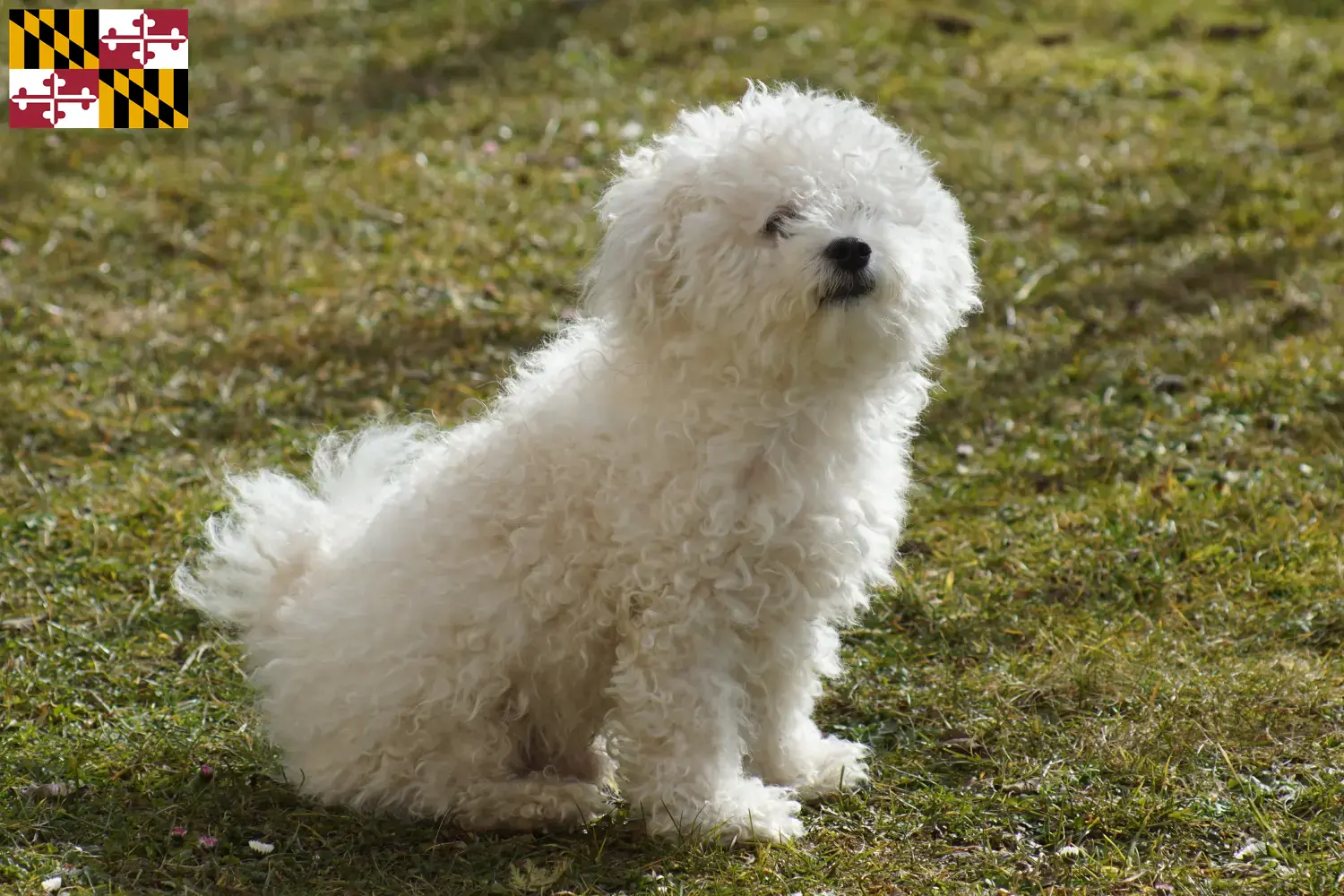 Bolognese puppies and breeder Maryland Find Bolognese breeders in Maryland here.
