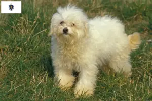Read more about the article Bolognese breeders and puppies in Massachusetts
