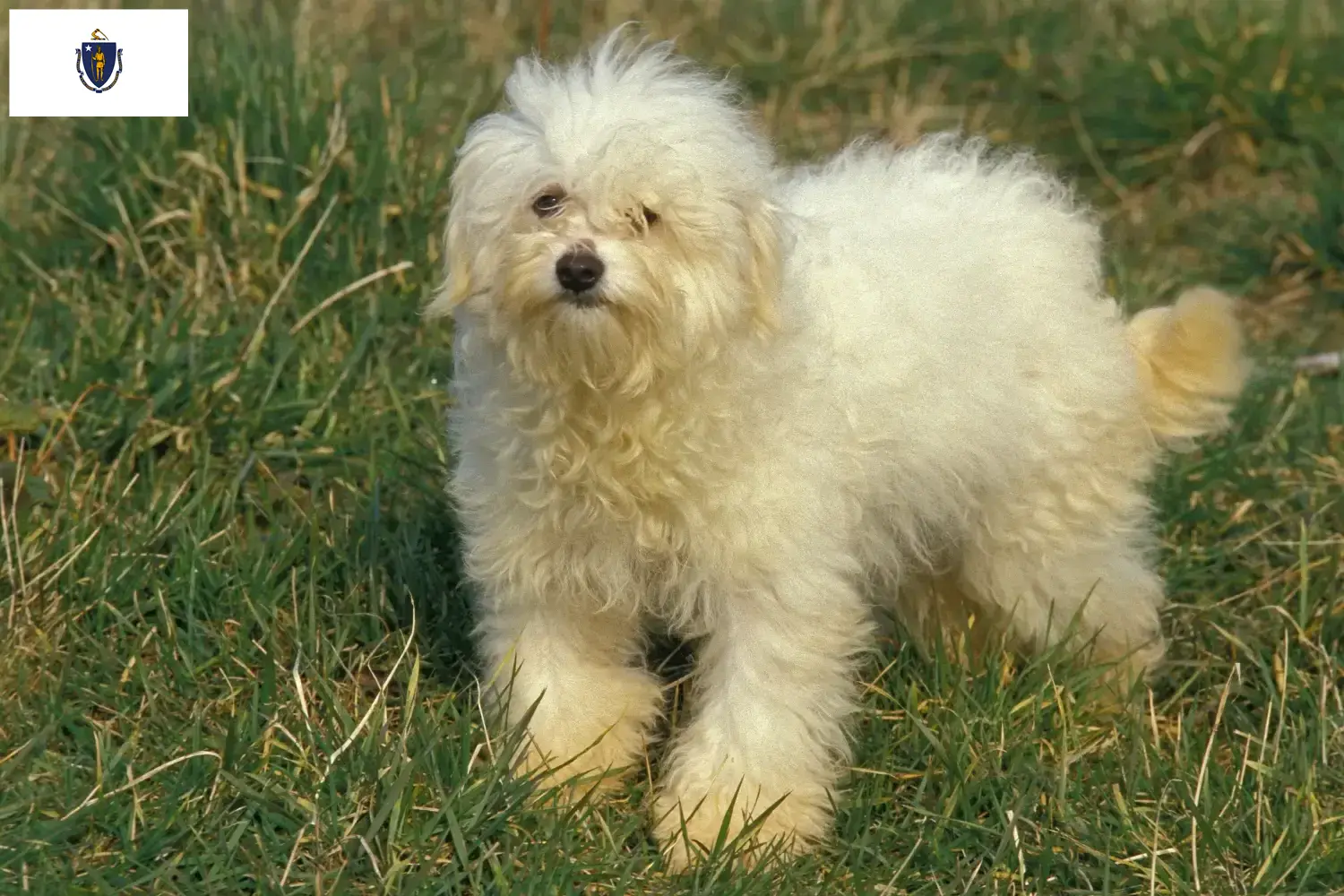 Bolognese puppies and breeders Massachusetts Here you can find Bolognese breeders in Massachusetts.