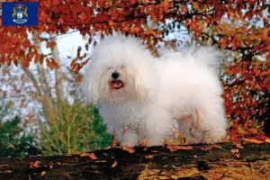Read more about the article Bolognese breeders and puppies in Michigan