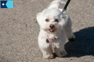 Read more about the article Bolognese breeders and puppies in Minnesota