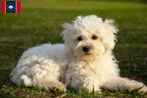 Read more about the article Bolognese breeders and puppies in Mississippi