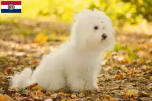 Read more about the article Bolognese breeders and puppies in Missouri
