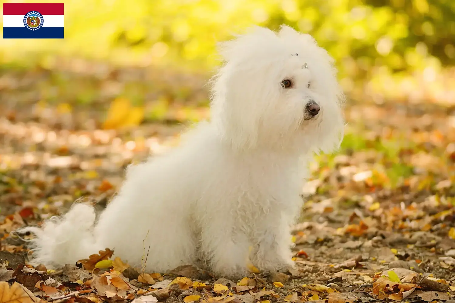 Bolognese puppies and breeders Missouri Here you can find Bolognese breeders in Missouri.