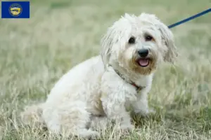 Read more about the article Bolognese breeders and puppies in Nebraska