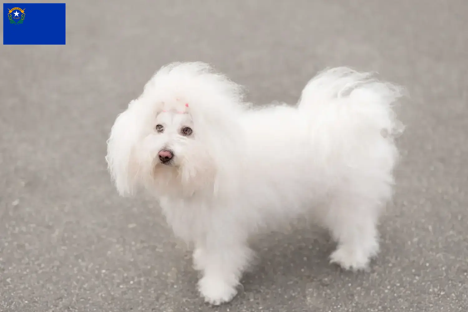 Bolognese puppies and breeder Nevada Here you can find Bolognese breeders in Nevada.