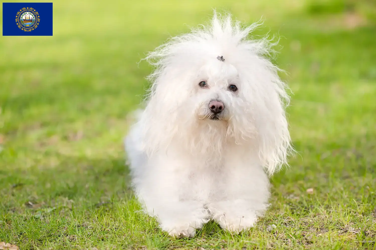 Bolognese puppies and breeders New Hampshire Find Bolognese breeders in New Hampshire here.