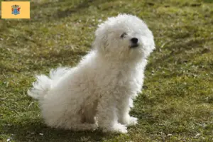 Read more about the article Bolognese breeders and puppies in New Jersey