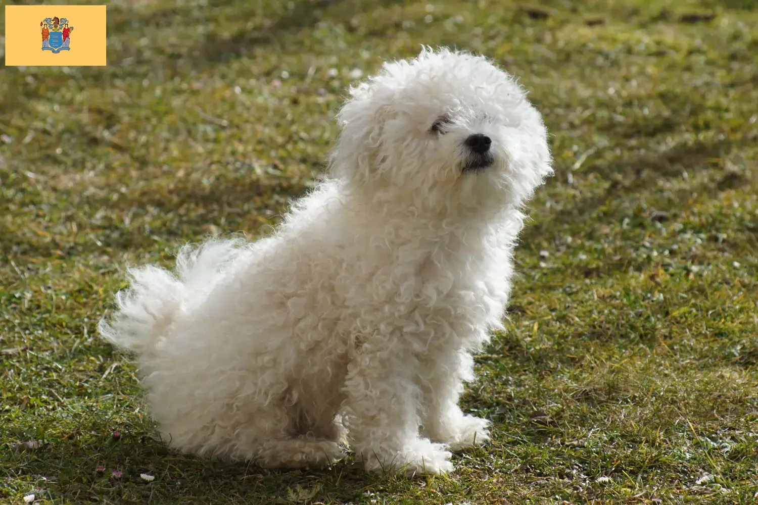 Read more about the article Bolognese breeders and puppies in New Jersey