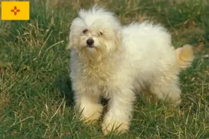 Read more about the article Bolognese breeders and puppies in New Mexico