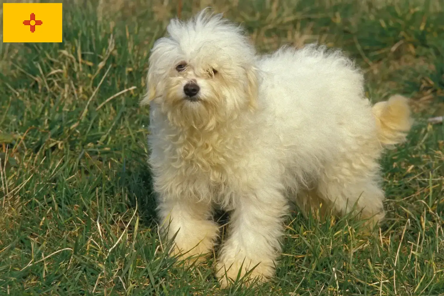 Bolognese puppies and breeders New Mexico Here you can find Bolognese breeders in New Mexico.