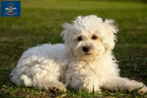 Read more about the article Bolognese breeders and puppies in North Dakota