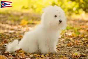 Read more about the article Bolognese breeders and puppies in Ohio