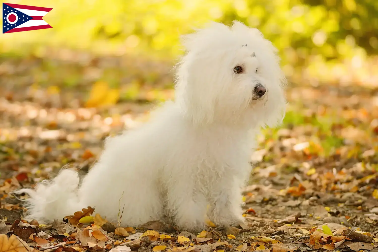 Bolognese puppies and breeders Ohio Here you can find Bolognese breeders in Ohio.