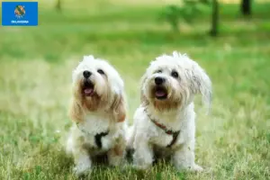 Read more about the article Bolognese breeders and puppies in Oklahoma