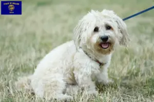 Read more about the article Bolognese breeders and puppies in Oregon