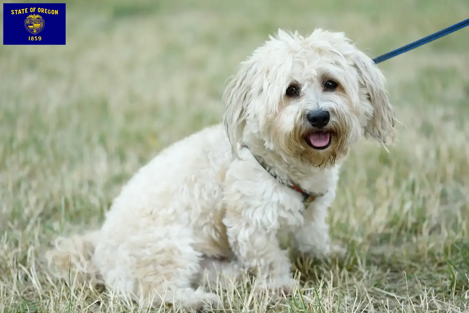 Bolognese puppies and breeders Oregon Here you can find Bolognese breeders in Oregon.