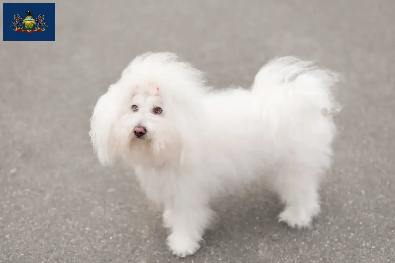 Bolognese puppies and breeders Pennsylvania Here you can find Bolognese breeders in Pennsylvania.
