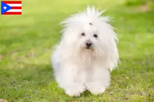 Read more about the article Bolognese breeders and puppies in Puerto Rico