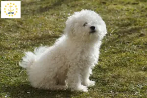 Read more about the article Bolognese breeders and puppies in Rhode Island