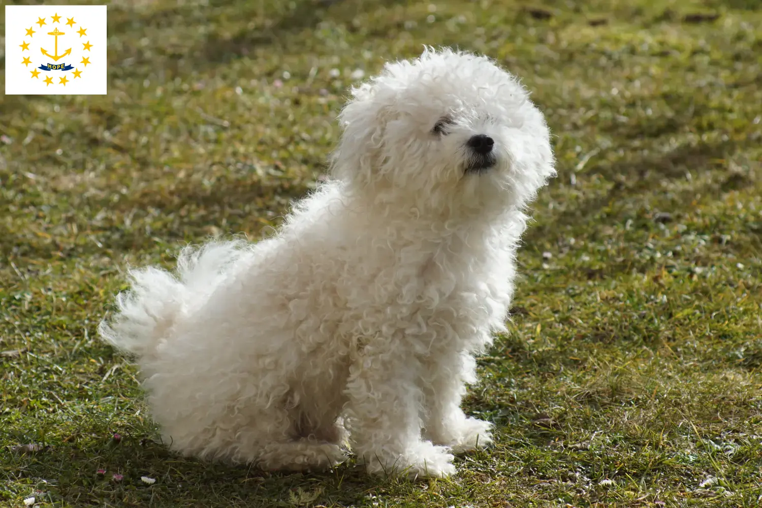 Bolognese puppies and breeders Rhode Island Find Bolognese breeders in Rhode Island here.