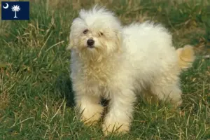 Read more about the article Bolognese breeders and puppies in South Carolina