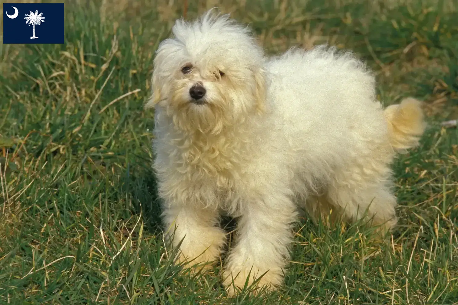 Bolognese puppies and breeders South Carolina Here you can find Bolognese breeders in South Carolina.