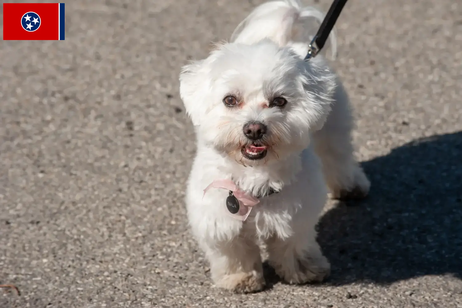 Bolognese puppies and breeder Tennessee Here you can find Bolognese breeders in Tennessee.