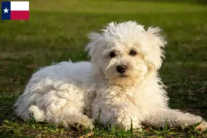 Read more about the article Bolognese breeders and puppies in Texas