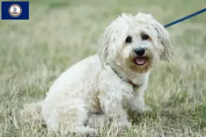 Read more about the article Bolognese breeders and puppies in Virginia