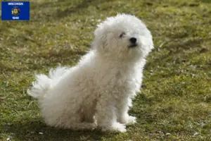Read more about the article Bolognese breeders and puppies in Wisconsin
