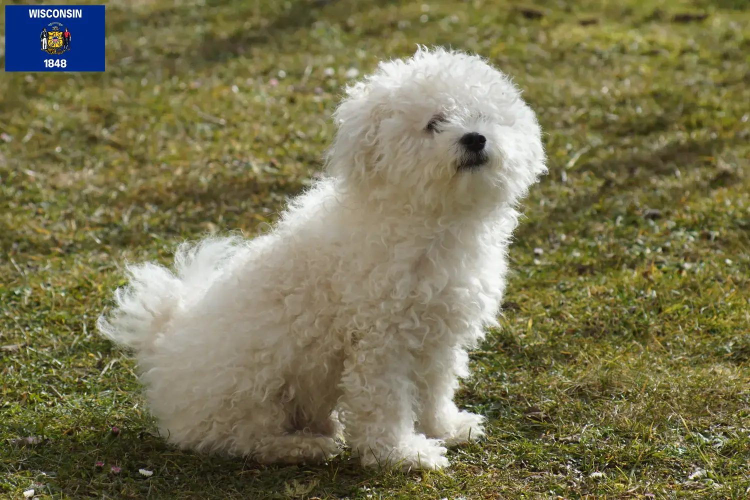 Bolognese puppies and breeders Wisconsin Here you can find Bolognese breeders in Wisconsin.