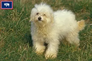 Read more about the article Bolognese breeders and puppies in Wyoming