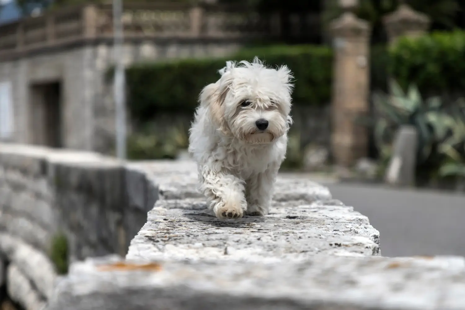 Buying a Bolognese puppy means taking responsibility! Buy Bolognese puppies.