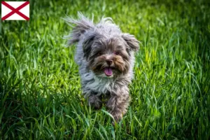 Read more about the article Bolonka Zwetna breeders and puppies in Alabama