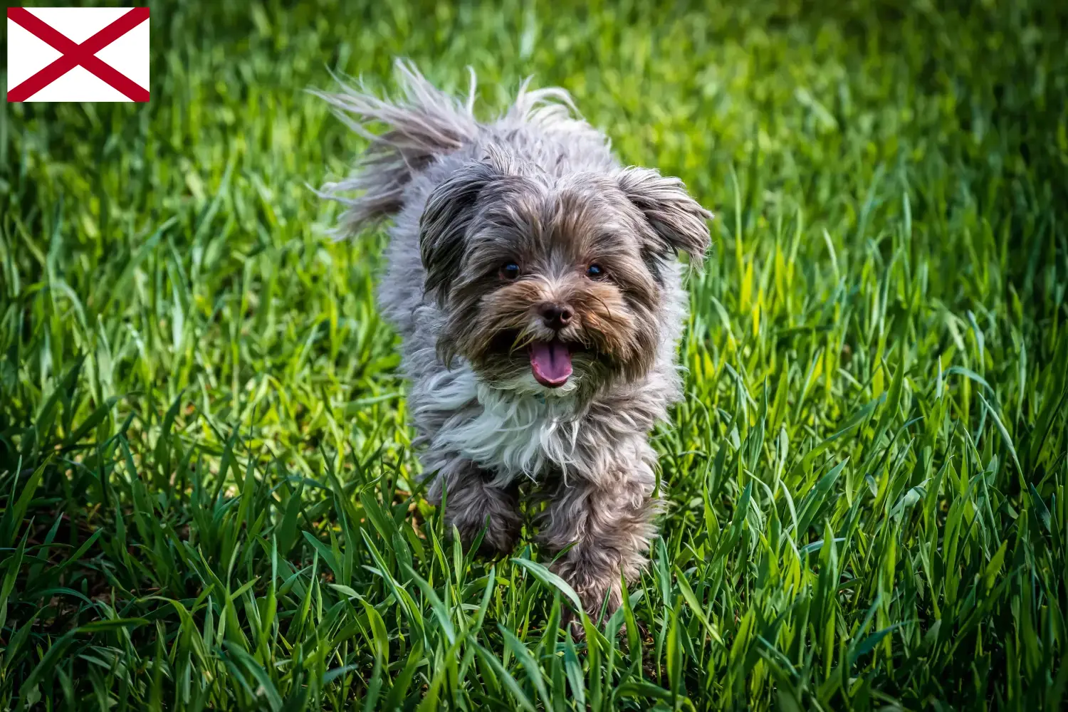 Read more about the article Bolonka Zwetna breeders and puppies in Alabama