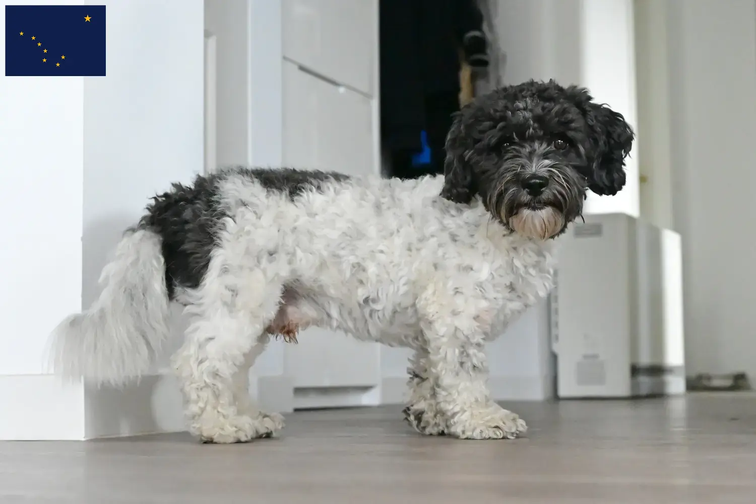 Read more about the article Bolonka Zwetna breeders and puppies in Alaska