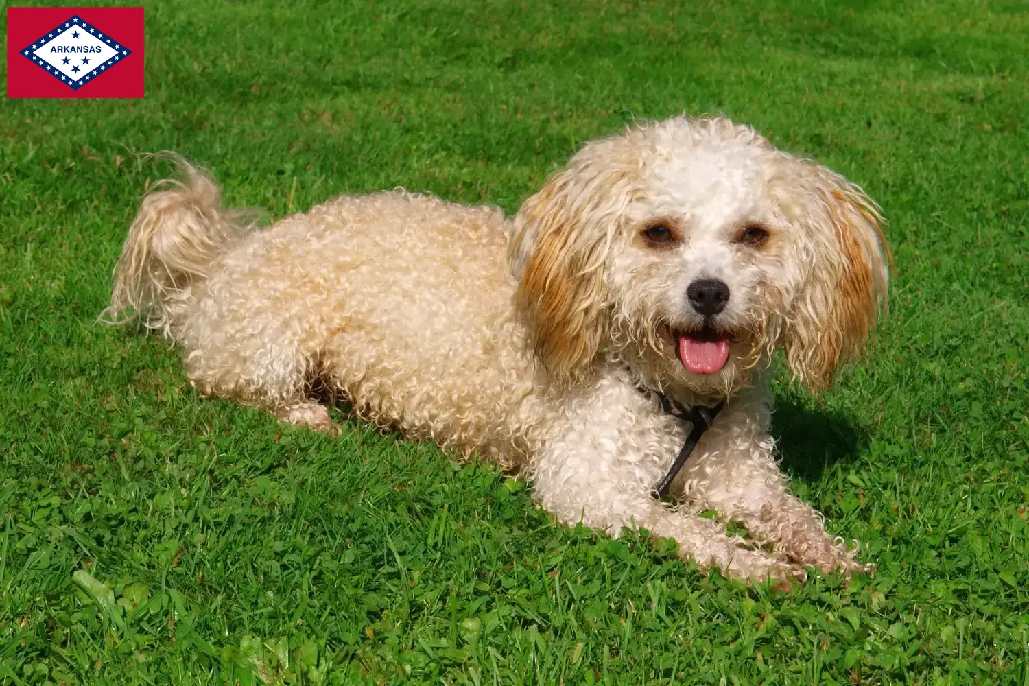Read more about the article Bolonka Zwetna breeders and puppies in Arkansas