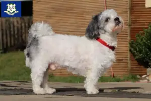 Read more about the article Bolonka Zwetna breeders and puppies in Connecticut